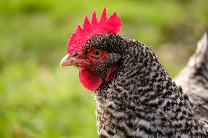 Chicken Breeds - My Pet Chicken