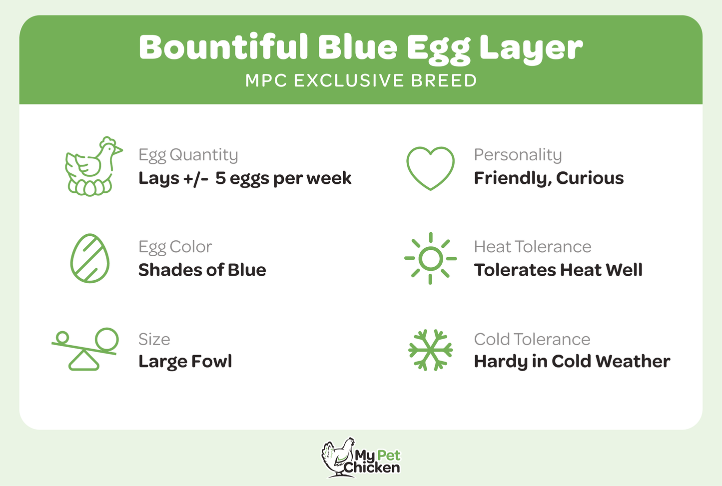 Baby Chicks: Bountiful Blue Egg Layer