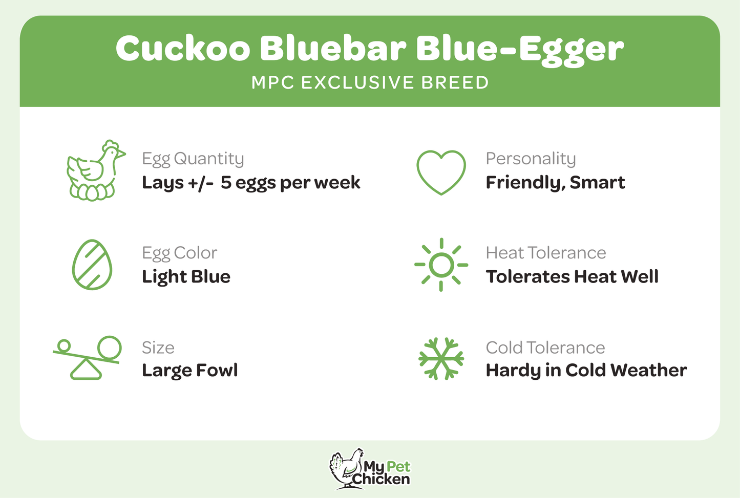 Baby Chicks: Cuckoo Bluebar Blue-Egger