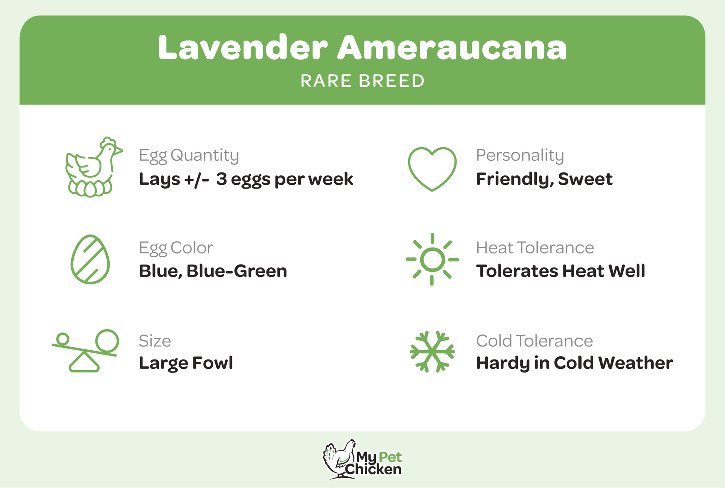 Baby Chicks: Lavender Ameraucana