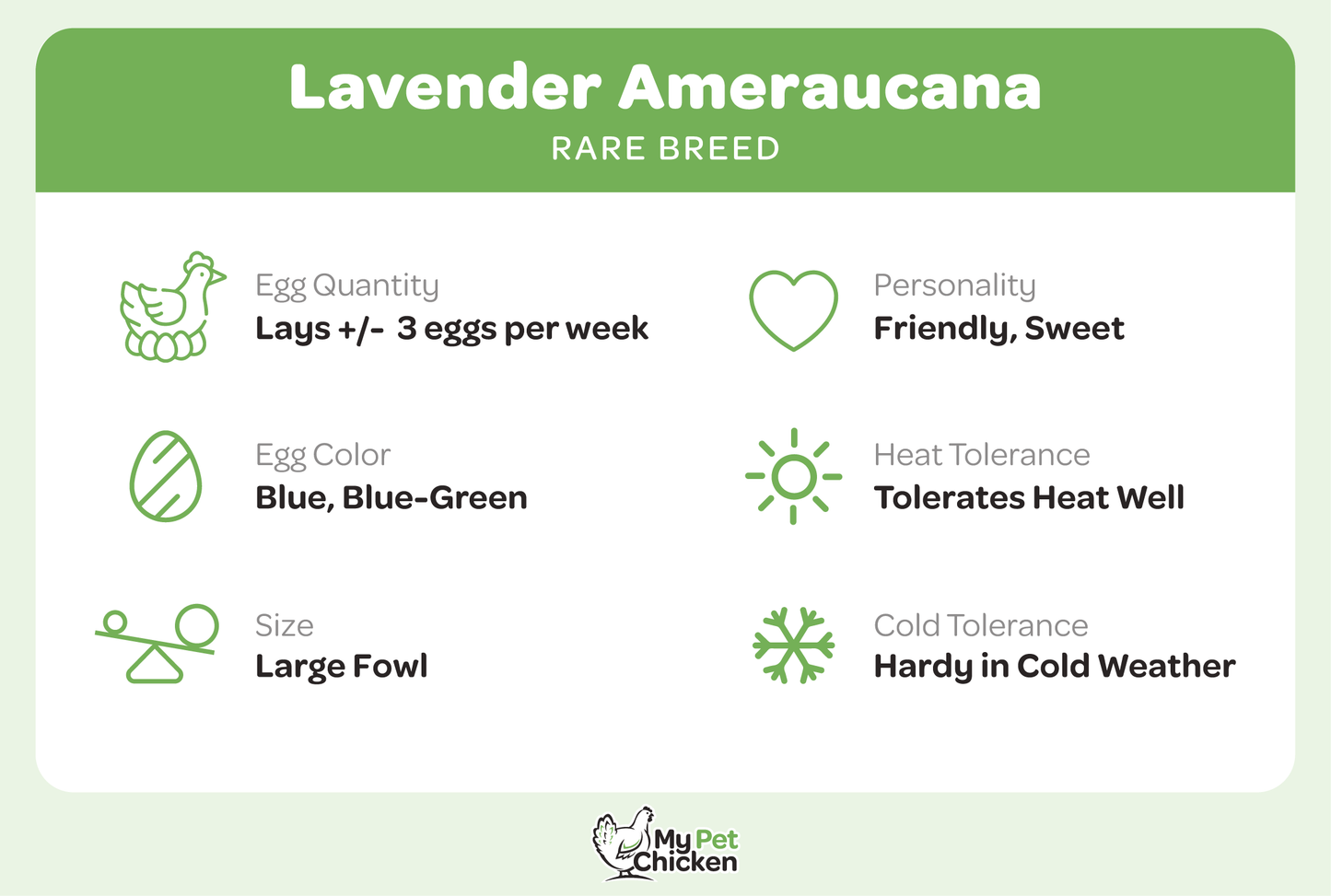 Pullet: Lavender Ameraucana, Shipping Week of