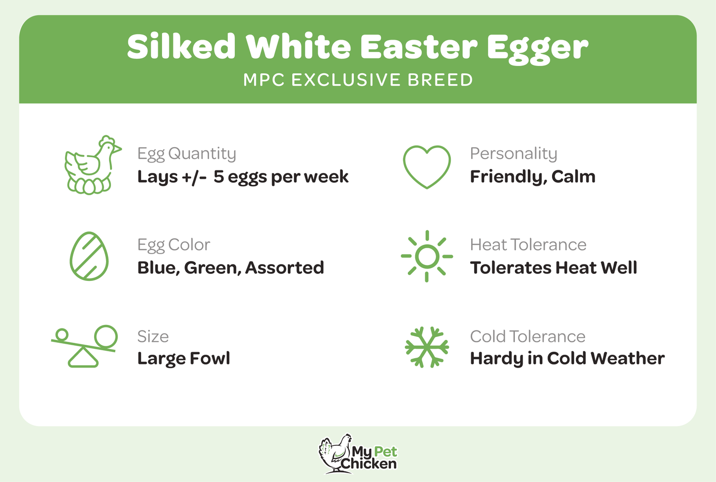 Baby Chicks: Silked White Easter Eggers