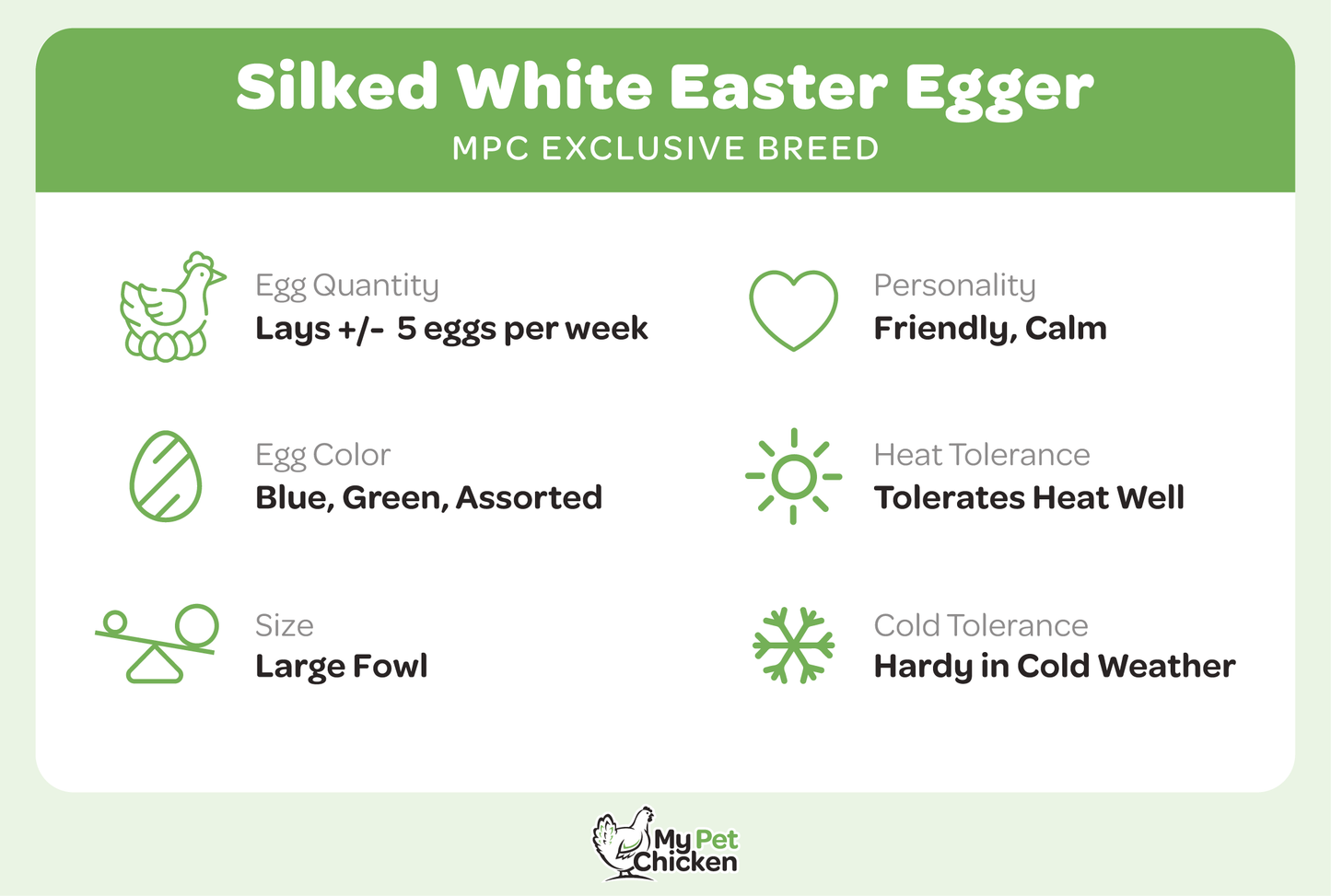 Pullet: Silked White Easter Egger, Shipping Week