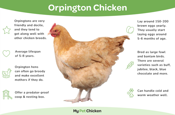 Baby Chicks: Lavender Orpington - My Pet Chicken