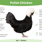 Pullet: White Crested Black Polish, Shipping Week of