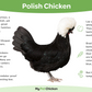 Pullet: Buff Laced Polish, Shipping Week of