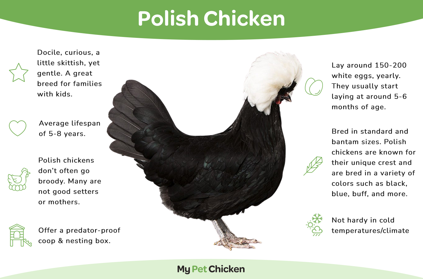 Pullet: Buff Laced Polish, Shipping Week of