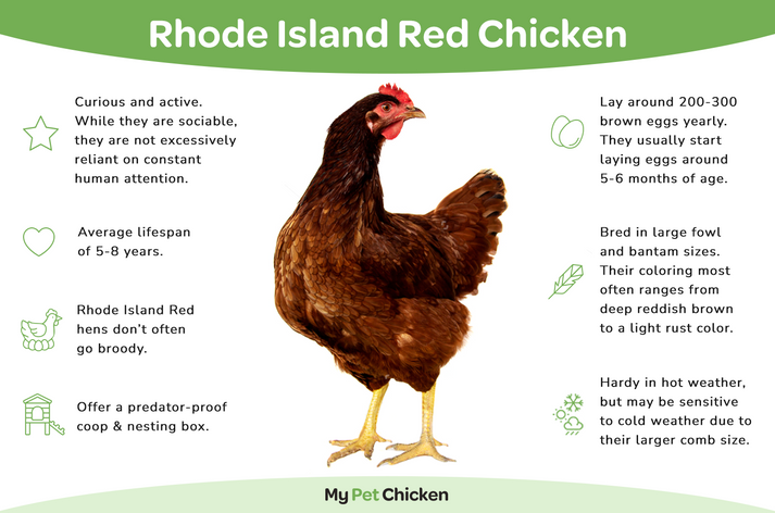 Baby Chicks: Rhode Island Red - My Pet Chicken