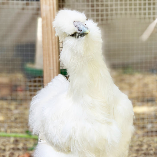 Baby Chicks: Silked White Easter Eggers - My Pet Chicken