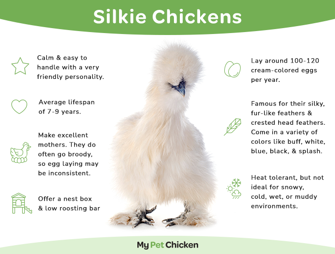 Pullet: Blue Silkie Bantam, Shipping Week of