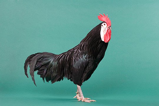 Pozino Chicken All Breeds of Chicken World Education Science