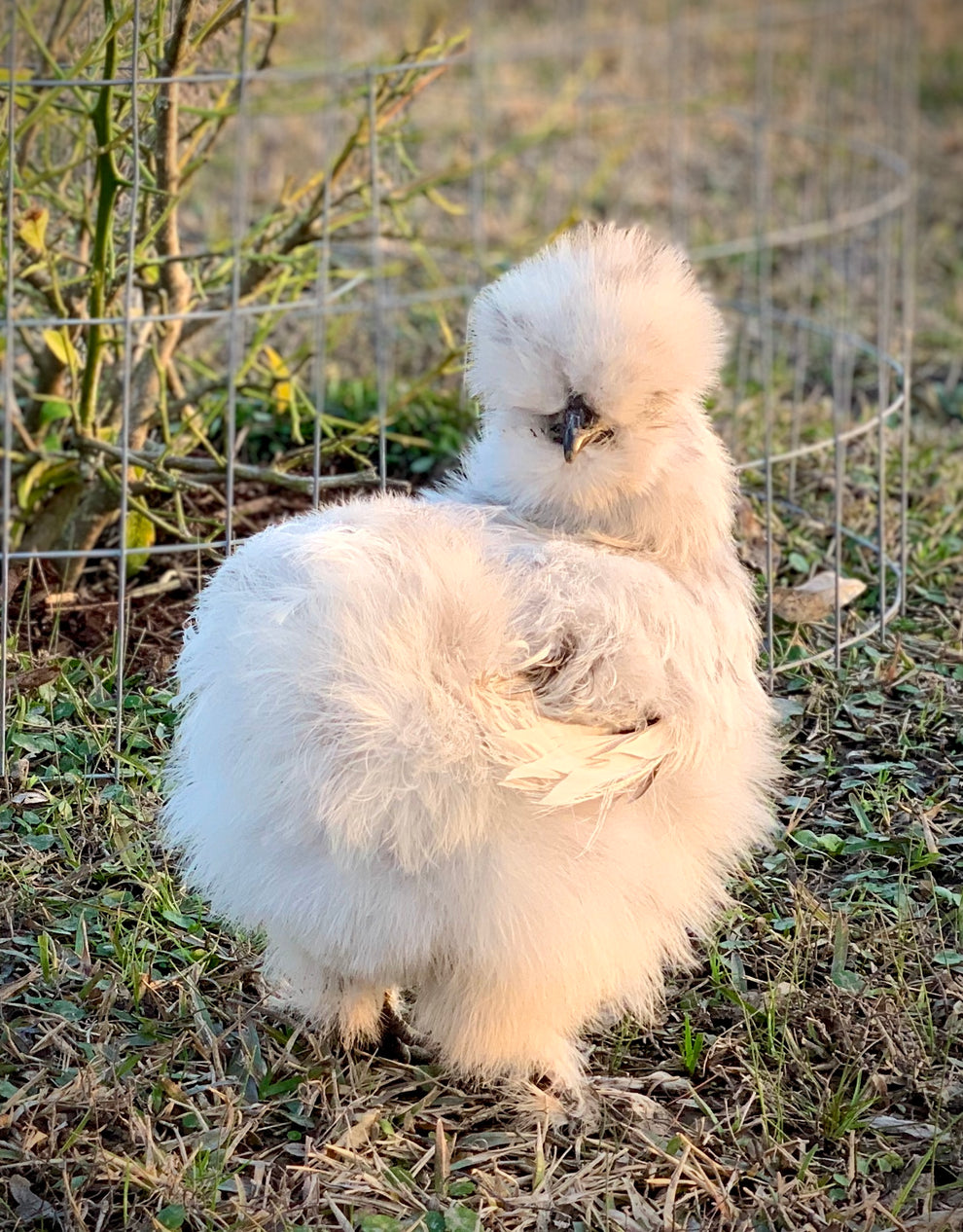 Pullet: Silkie Bantam, Breeder's Choice of Color, Shipping Week of - My ...