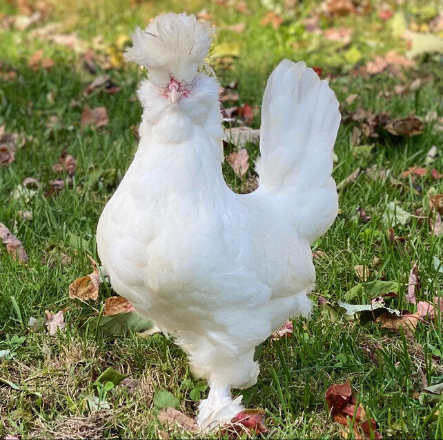 What Breed is our Green Legged White Chicken  BackYard Chickens - Learn  How to Raise Chickens