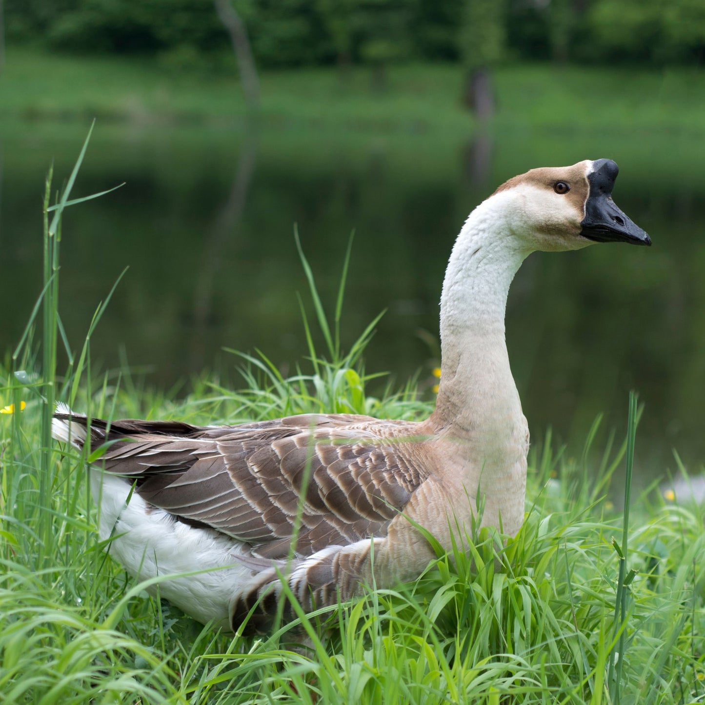  These beautiful African geese tend to be noisier than others but it has good mothering qualities and above average fertility. 