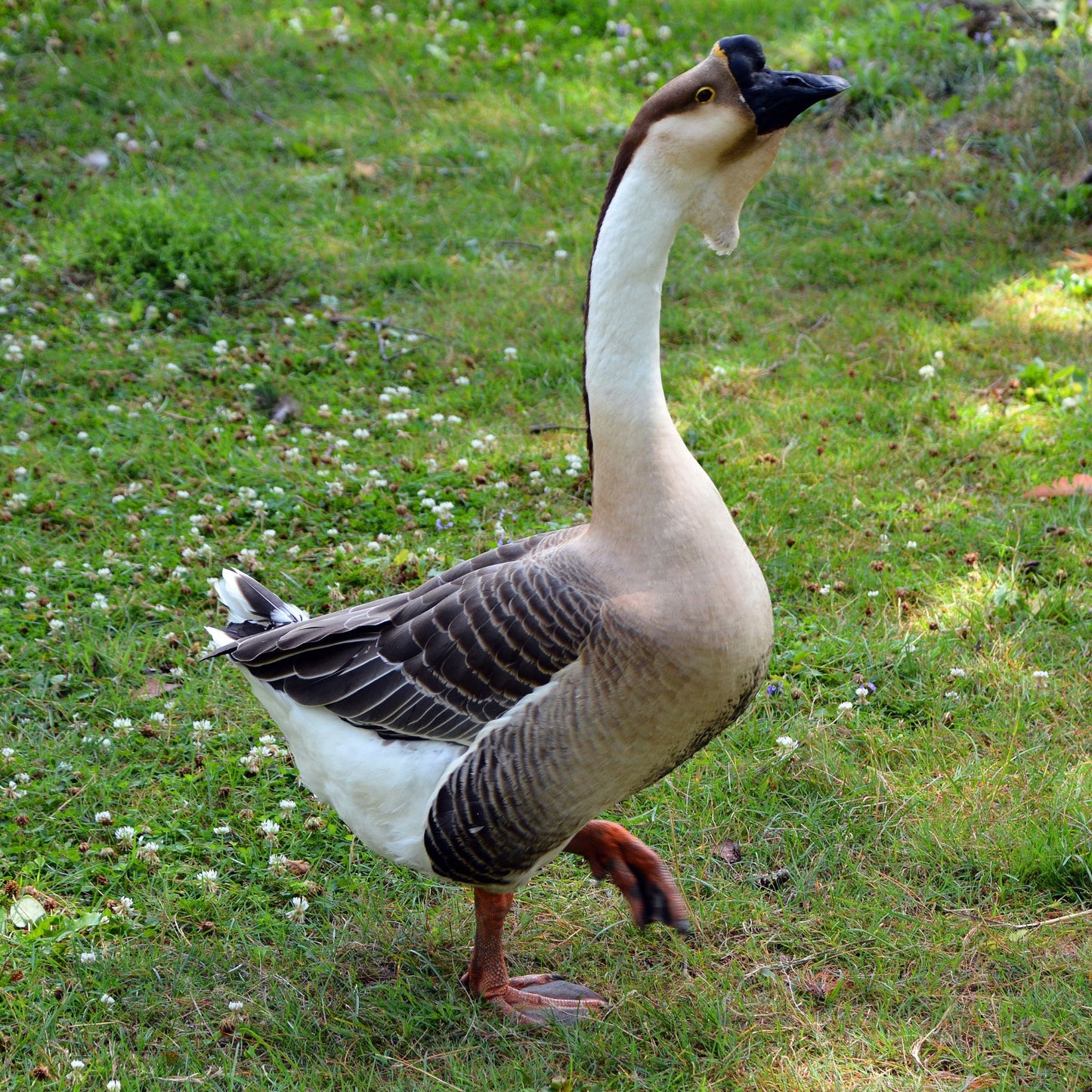 Brown African geese were introduced to Europe in the late 1700s and to the USA in the mid 1800s.