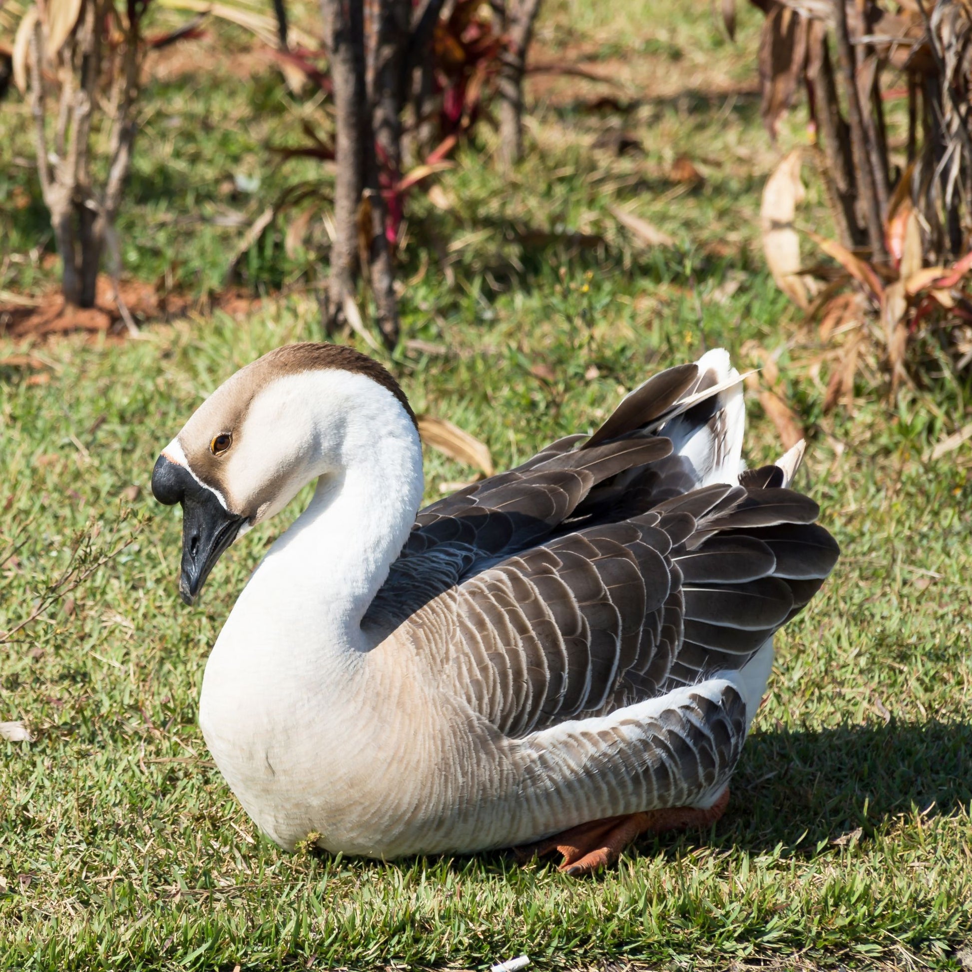 The African goose actually originated from the wild Asian Swan Goose of China.