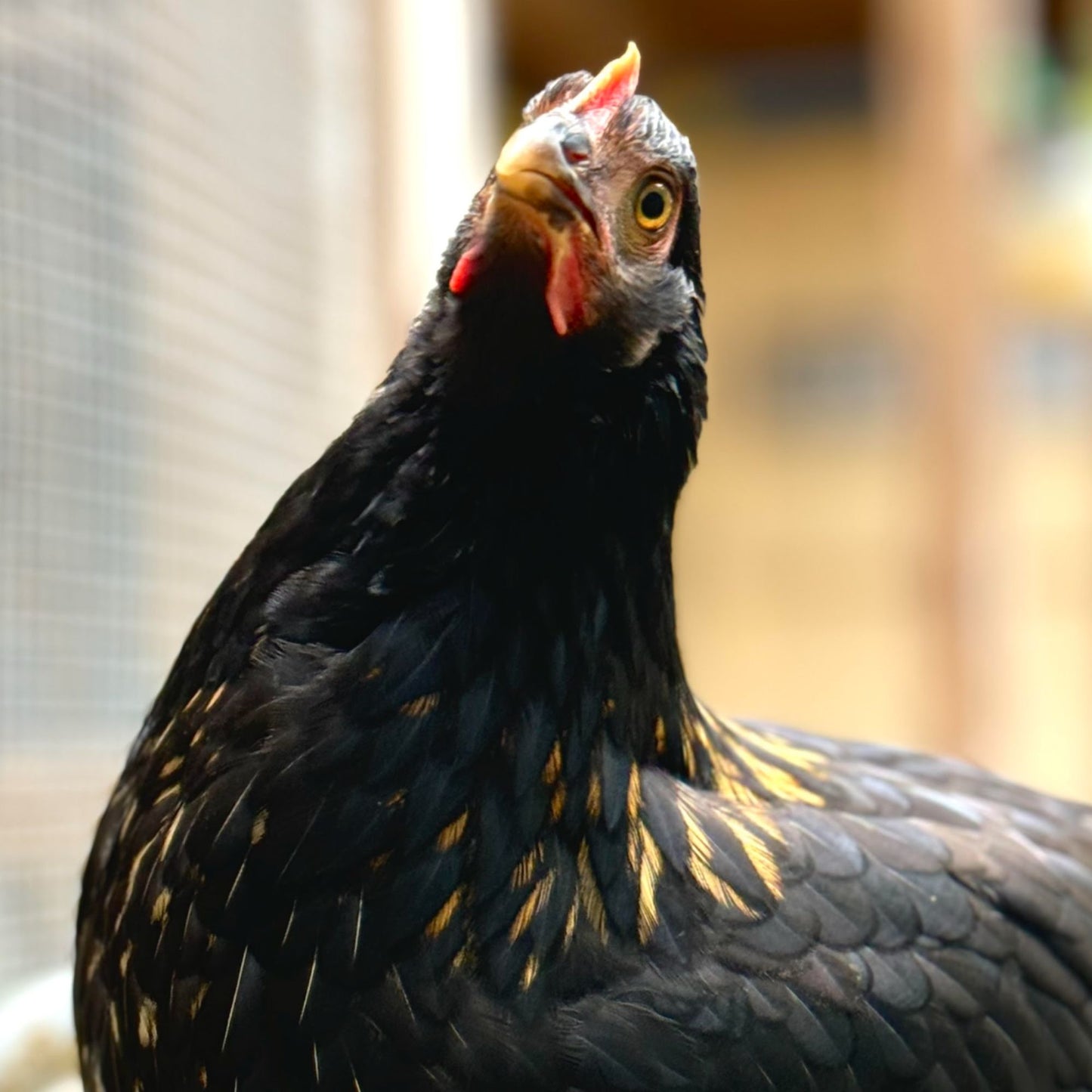 Baby Chicks: Ameribella