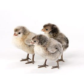 Baby Chick Identification Photos - My Pet Chicken