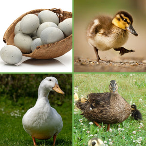 Hatching Eggs: Assorted Duck Eggs - My Pet Chicken