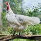 Pullet: Austra White, Shipping Week of