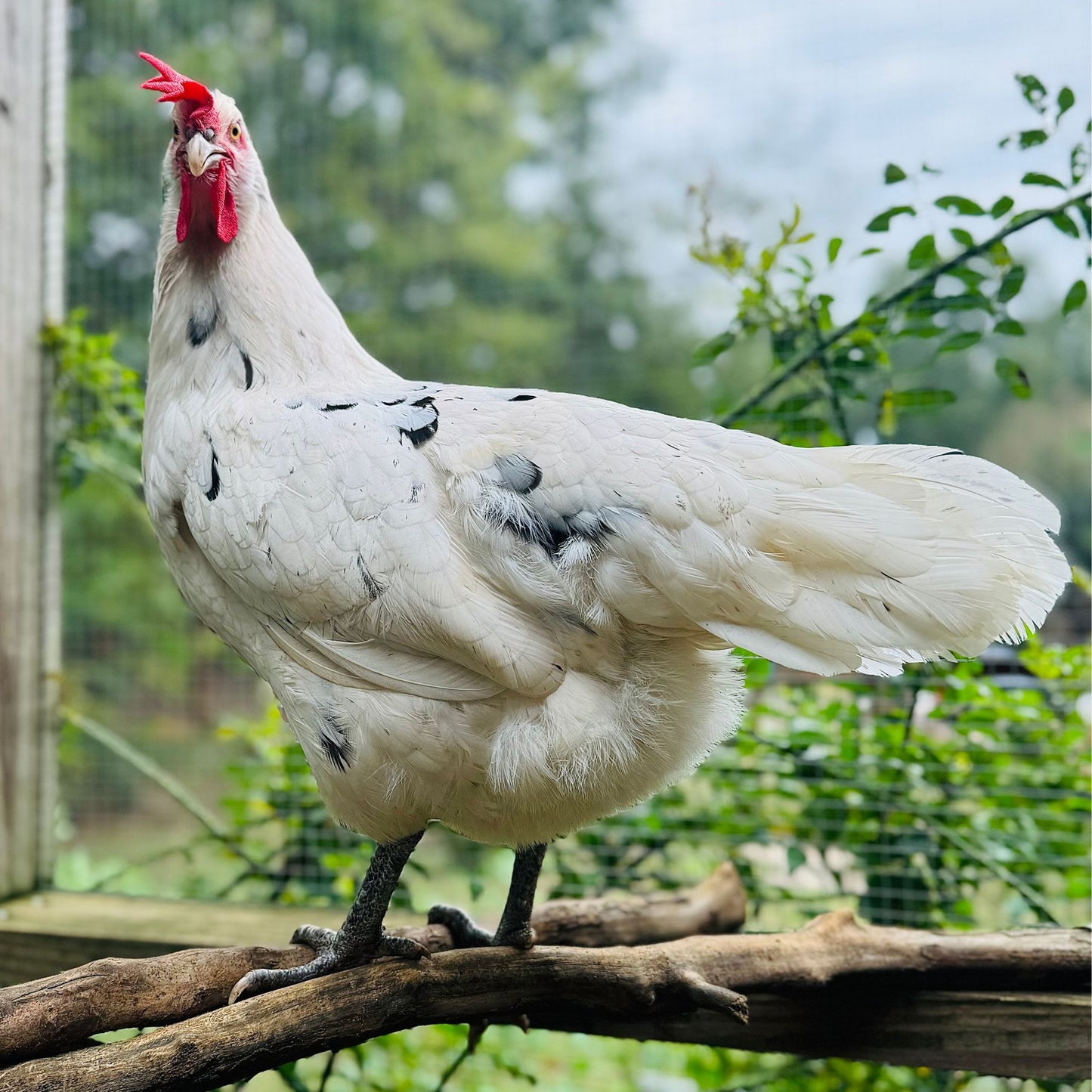 Pullet: Austra White, Shipping Week of