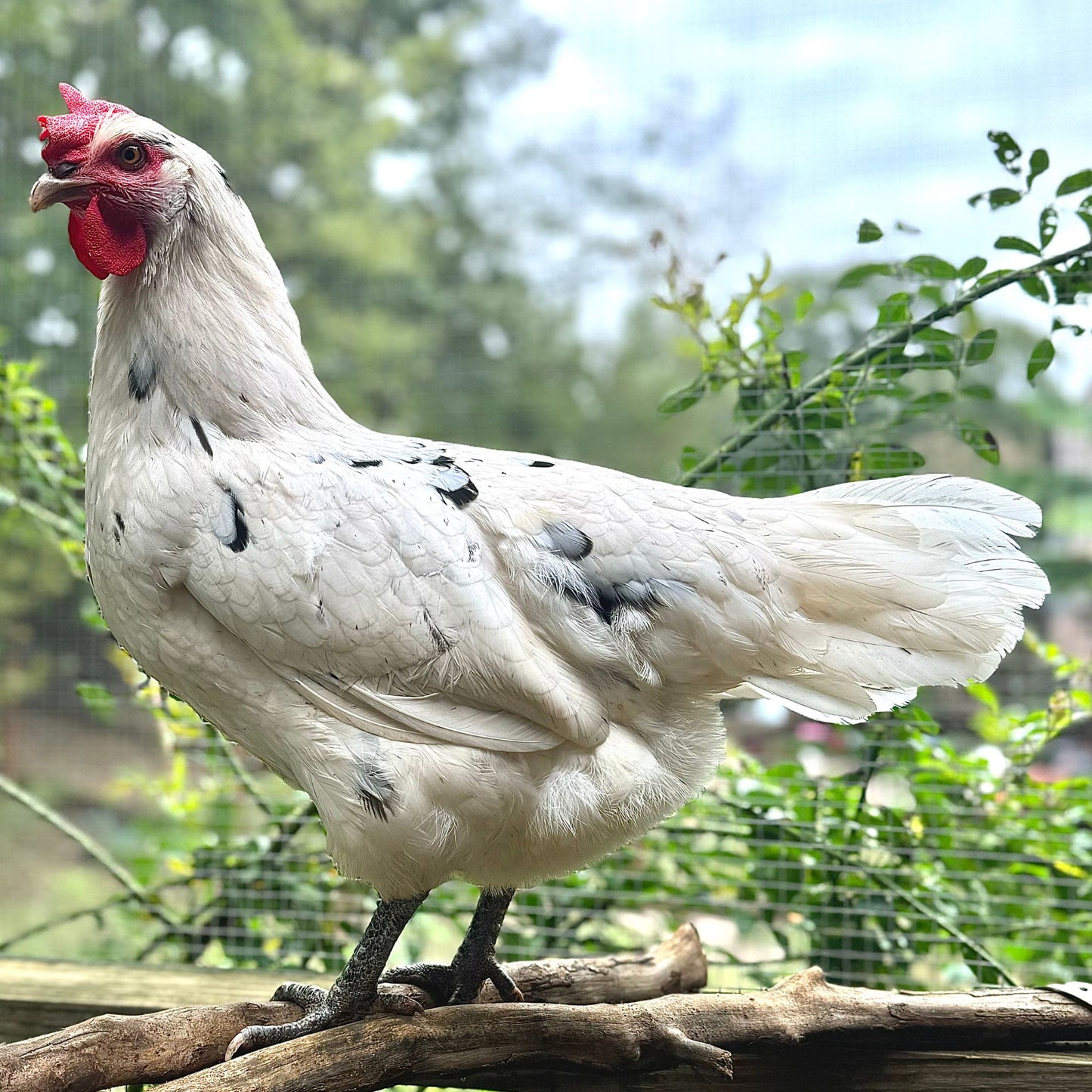 Pullet: Austra White, Shipping Week of