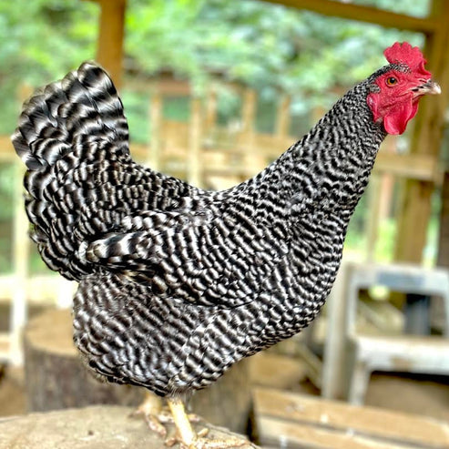 Baby Chicks: Barred Plymouth Rock - My Pet Chicken