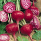 Chioggia Beet Seeds (Organic)