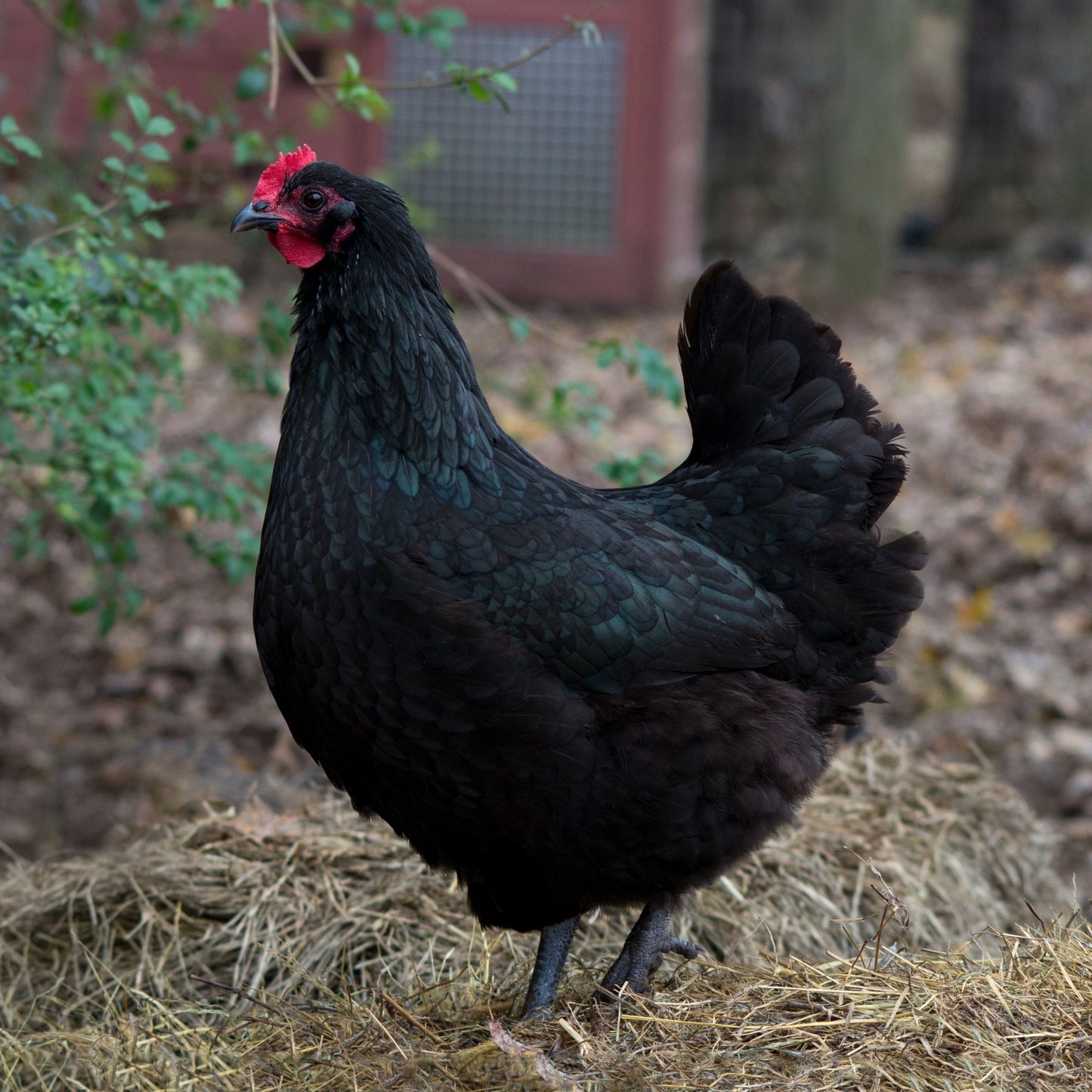 Black Australorp chicken breed