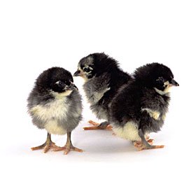 Baby Chick Identification Photos - My Pet Chicken