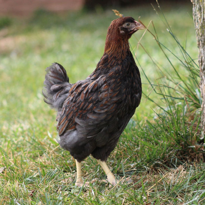 Pullet: Blue Laced Red Wyandotte, Shipping week of - My Pet Chicken