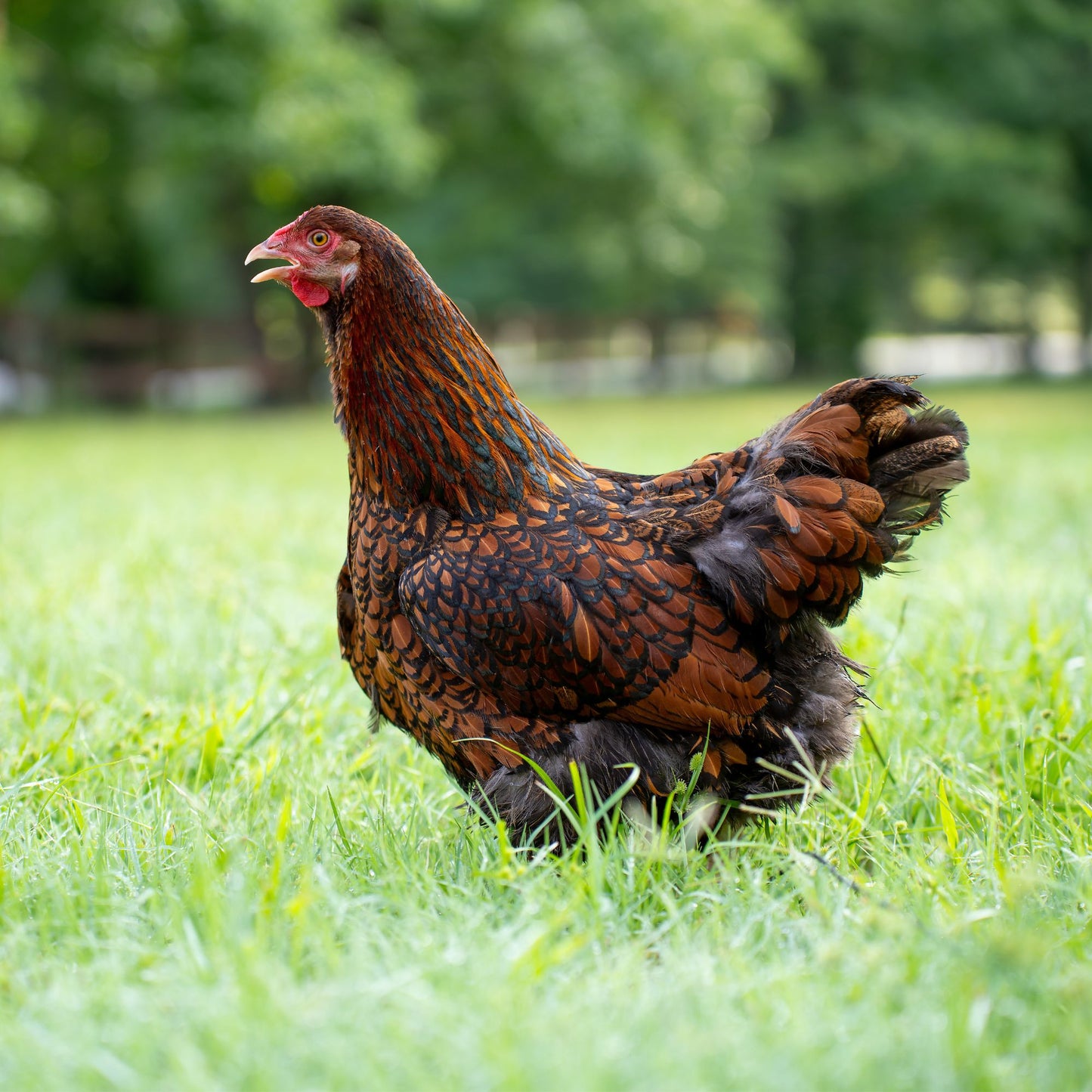 Pullet: Blue Laced Red Wyandotte, Shipping week of