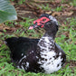 Ducklings: Mystery Duckling from Our Muscovy Assortment