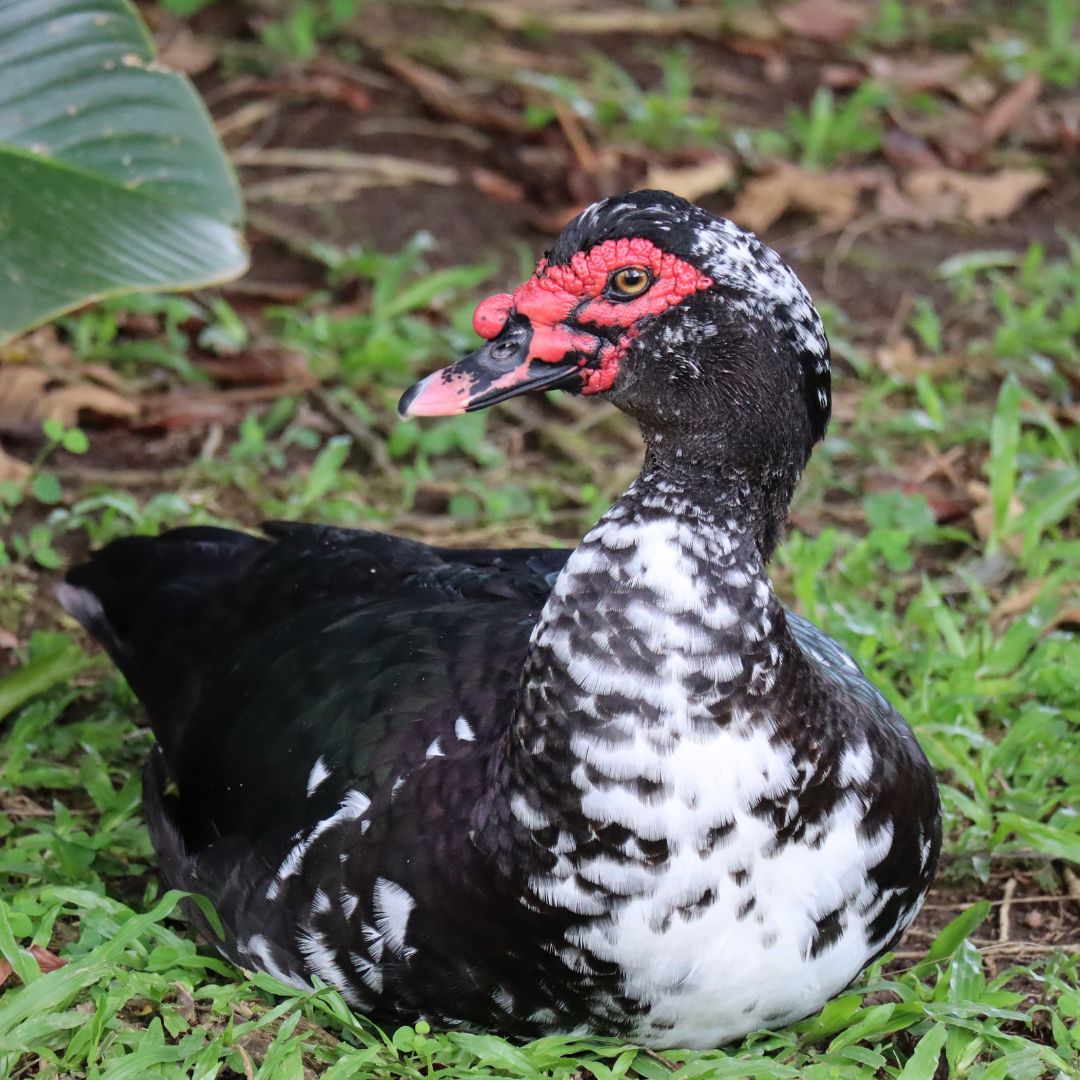 Ducklings: Mystery Duckling from Our Muscovy Assortment