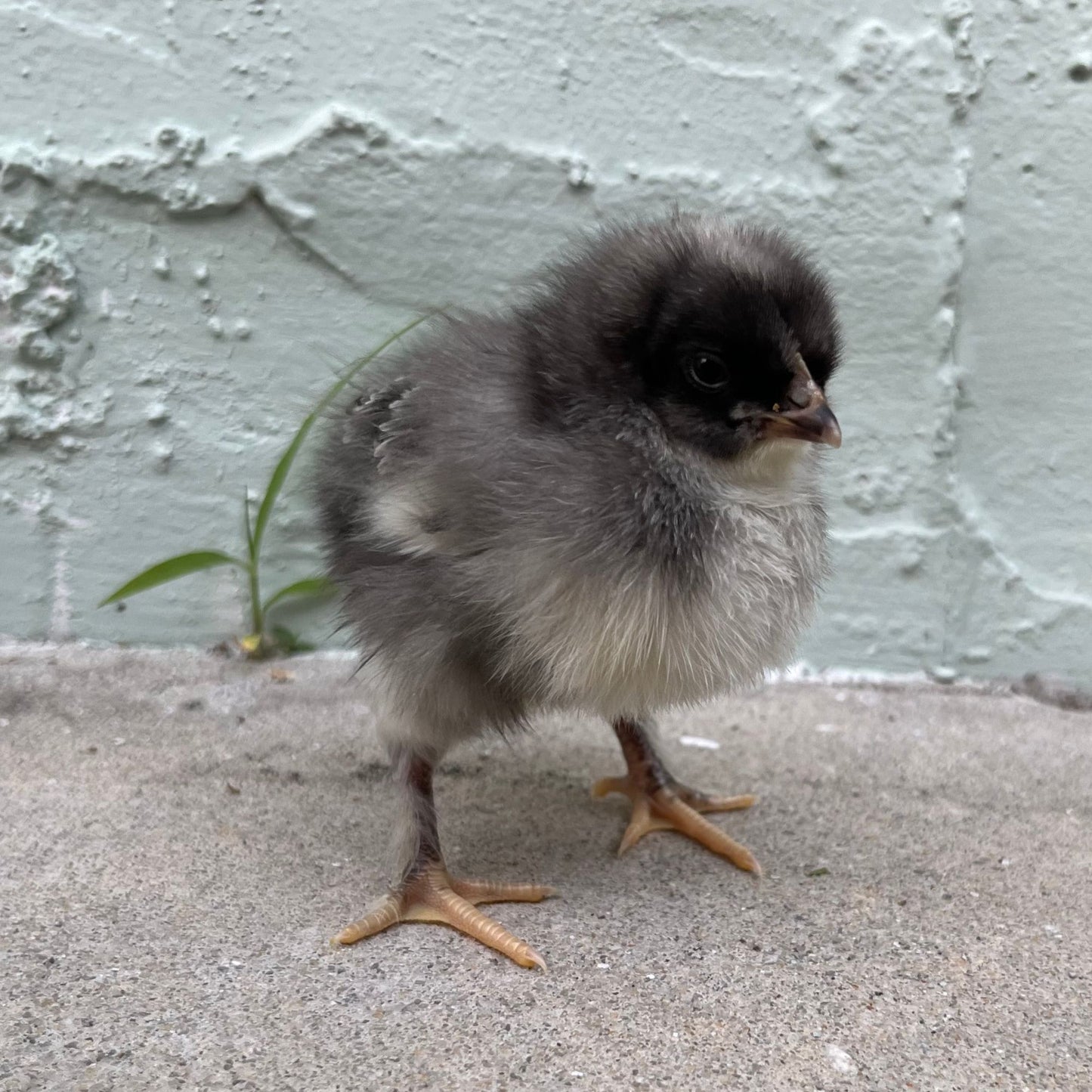 Baby Chicks: Blue Cuckoo Marans