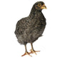 Baby Chicks: Blue Cuckoo Marans