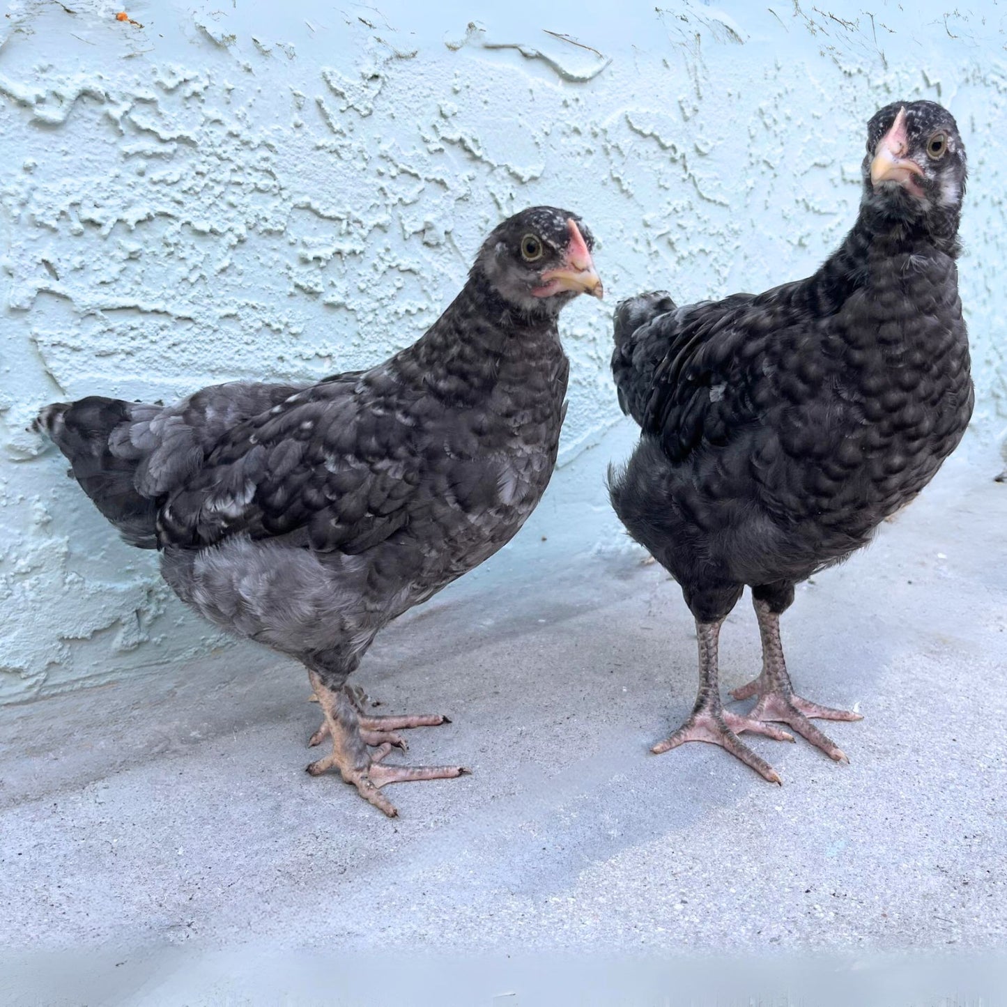 Baby Chicks: Blue Cuckoo Marans