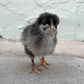 Baby Chicks: Blue Cuckoo Marans