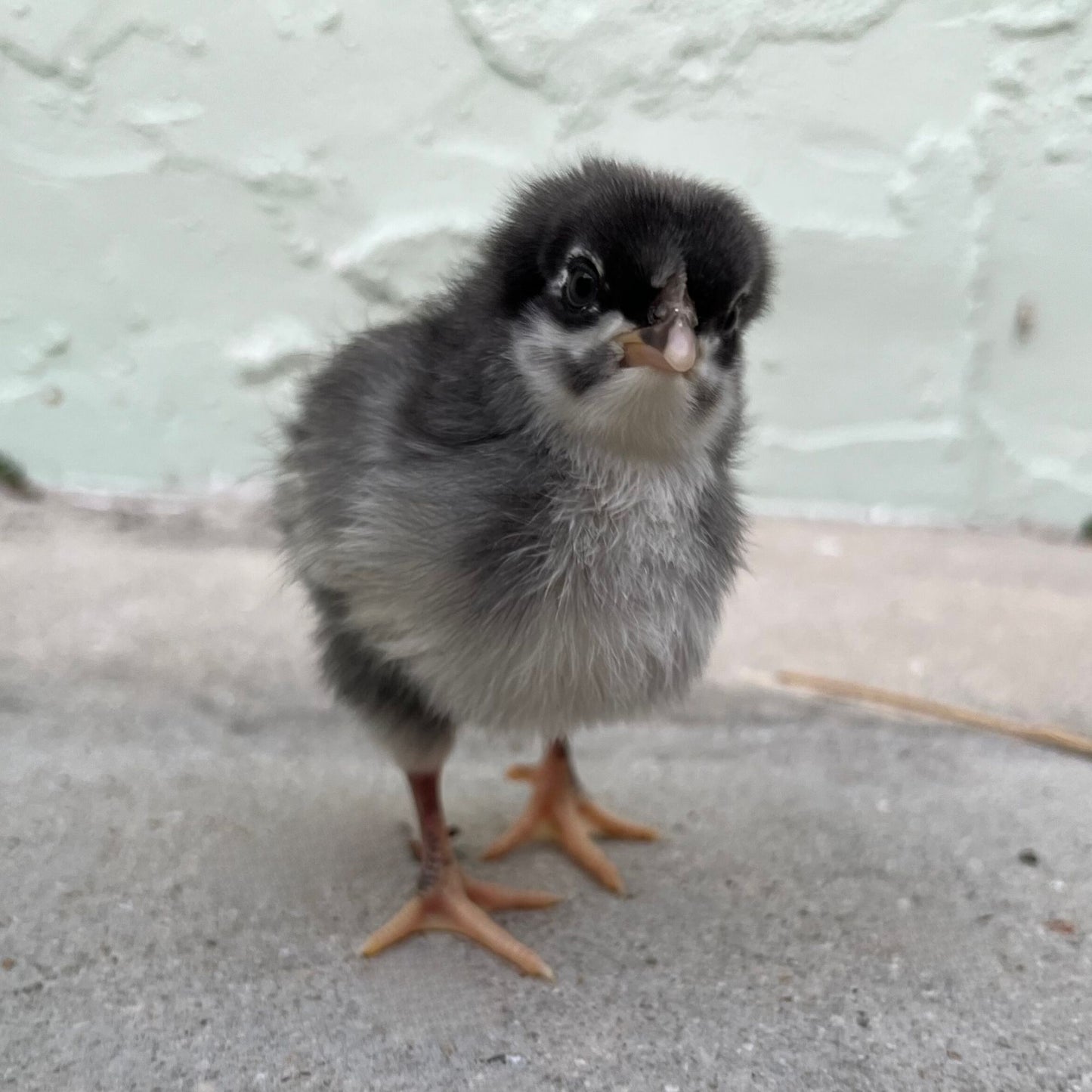 Baby Chicks: Blue Cuckoo Marans