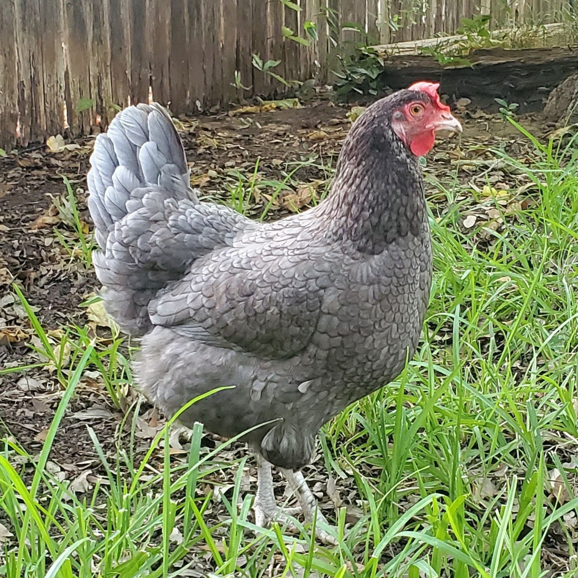 Blue Cuckoo Marans hen