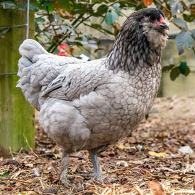 Chicken Breeds - My Pet Chicken