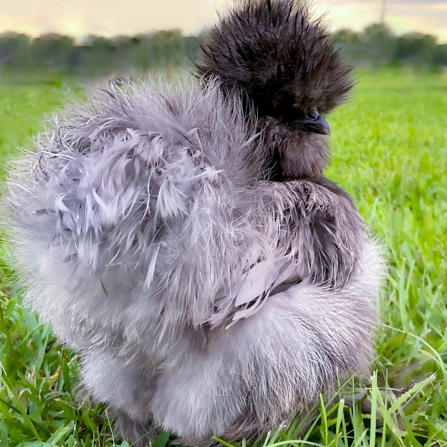 Pullet: Blue Silkie Bantam, Shipping Week of