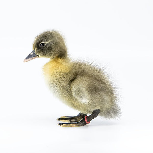 Hatching Eggs: Blue Swedish Duck - My Pet Chicken