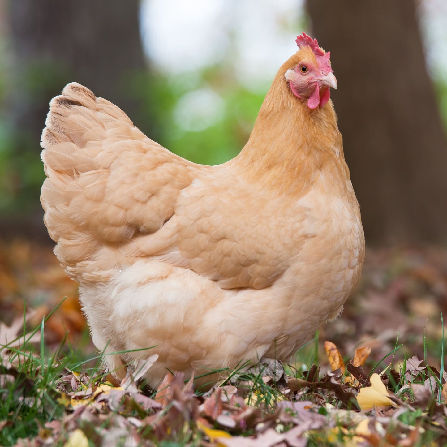 Buff Orpington chicken breed