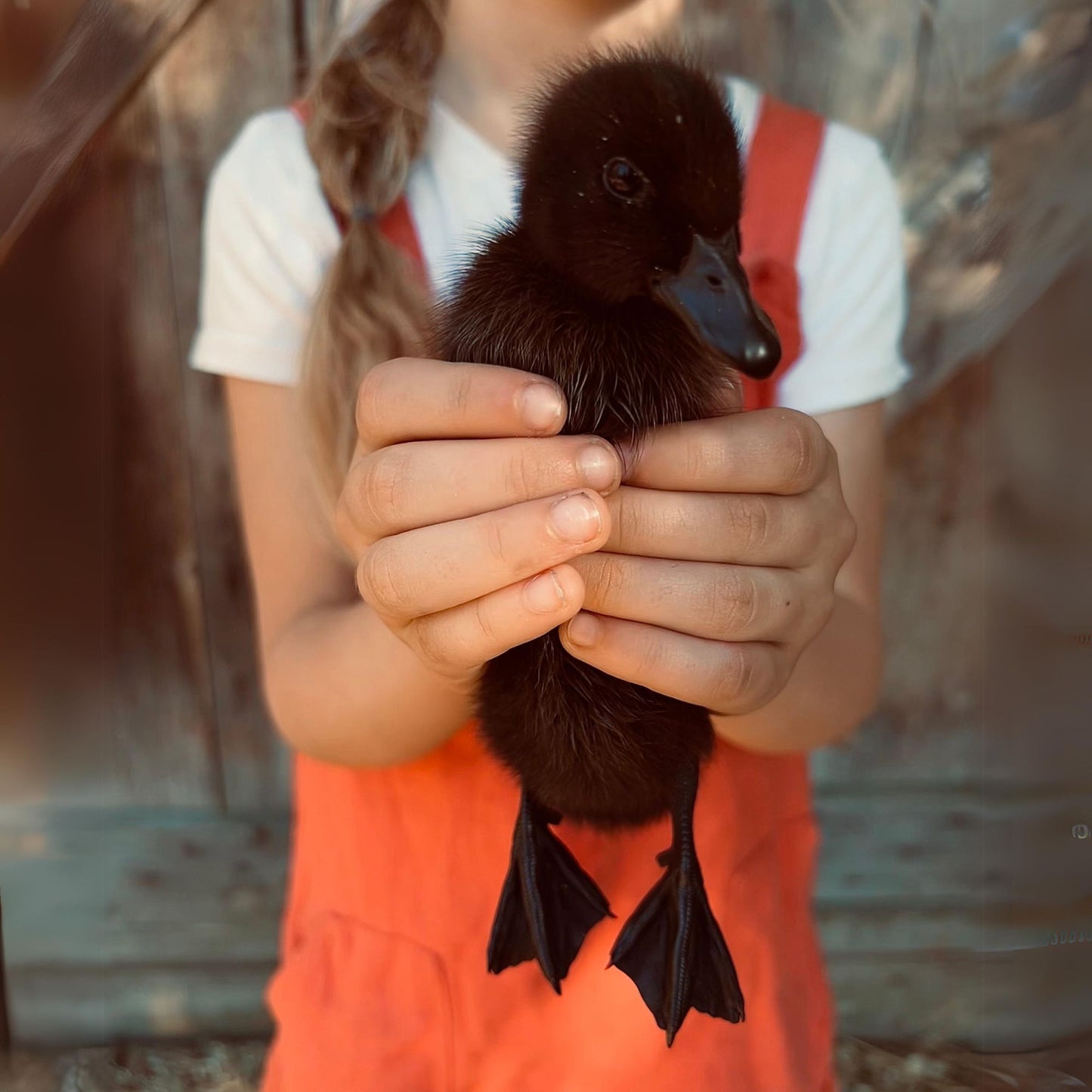 Ducklings: Cayuga