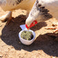 MitesBGone Herbal Blend For Nesting Boxes Or Dust Baths To Repel Mites