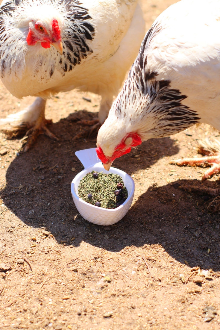 MitesBGone Herbal Blend For Nesting Boxes Or Dust Baths To Repel Mites