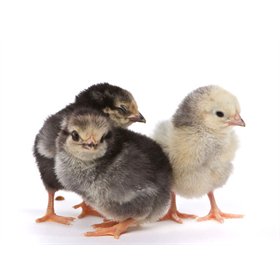 Baby Chick Identification Photos - My Pet Chicken