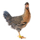 Pullet: Ultra Rare Surprise Me!, Shipping Week of 1/27/2025