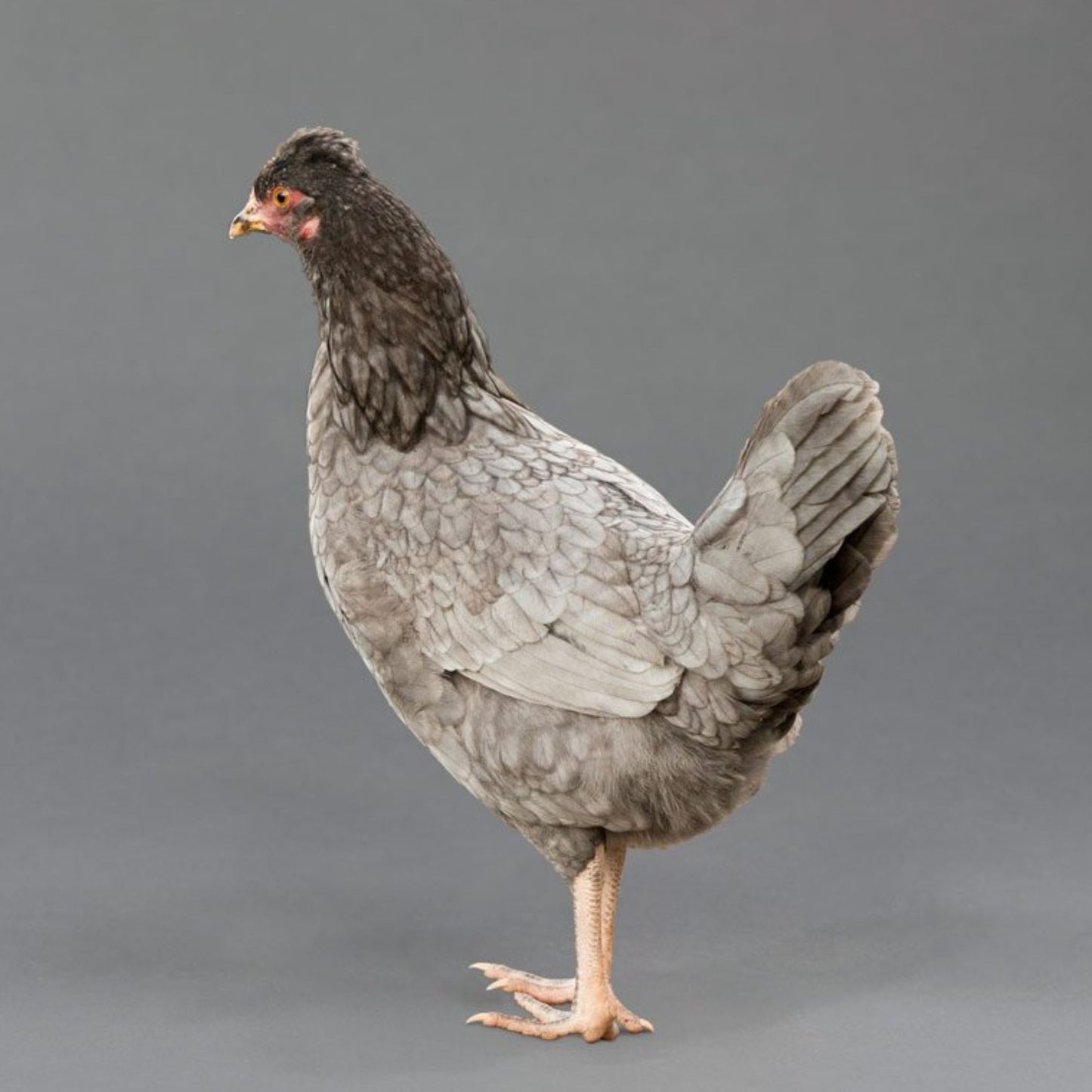 Pullet: Cuckoo Bluebar, Shipping Week of